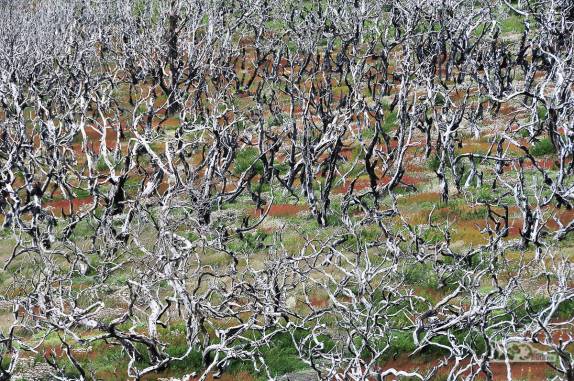 Mesmo queimada, a bela vegetação do parque Nacional Torres del Paine, no sul do Chile